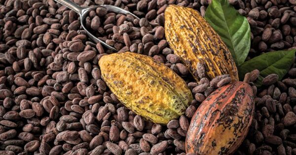 cacao natural