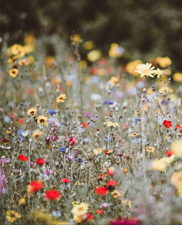 Flores de pradera