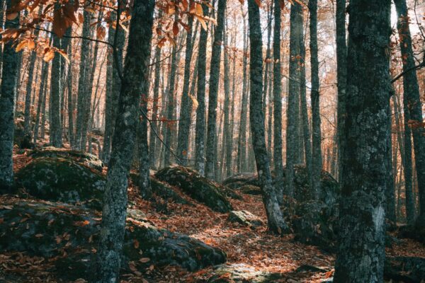 bosque de castaños